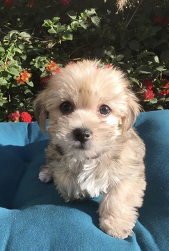 Medium Photo #1 Morkie Puppy For Sale in LOS ANGELES, CA, USA