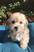 Small Photo #1 Morkie Puppy For Sale in LOS ANGELES, CA, USA
