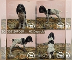 Puppy Girl 302126F06R German Shorthaired Pointer