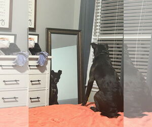 Mavi Lizman - Female Mutt Dog for Adoption - Photo #18