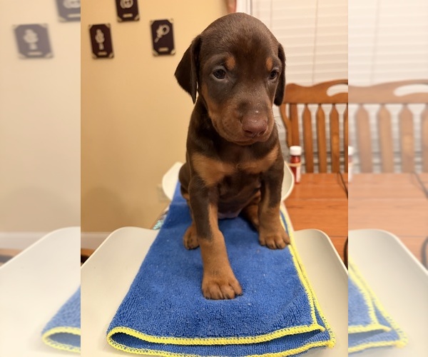 Medium Photo #1 Doberman Pinscher Puppy For Sale in PECK, KS, USA