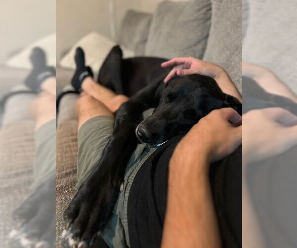 Medium Photo #2 Great Dane Puppy For Sale in MIDWAY, UT, USA