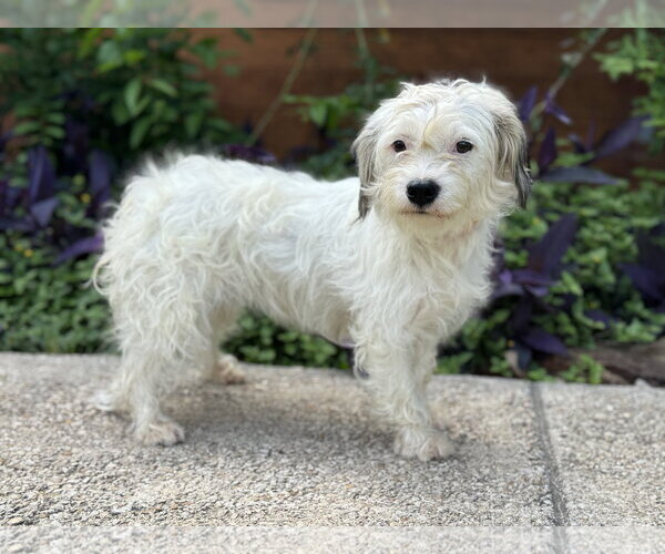 Medium Photo #9 Mutt Puppy For Sale in PIPE CREEK, TX, USA