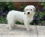 Small #8 Mutt
