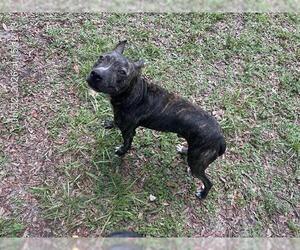 American Pit Bull Terrier-Unknown Mix Dogs for adoption in Ocala, FL, USA