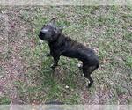 Small American Pit Bull Terrier Mix