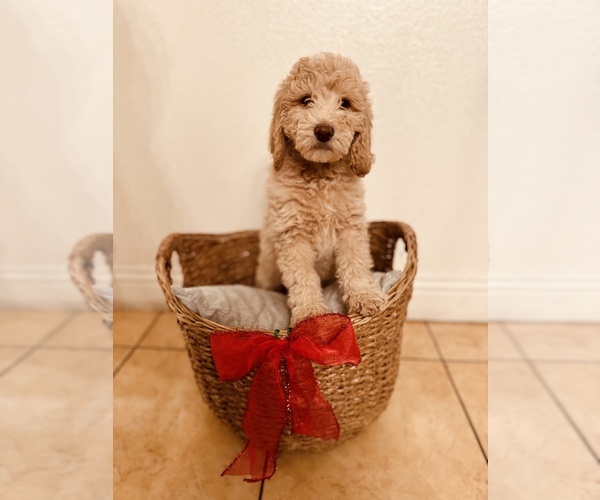 Medium Photo #1 Goldendoodle Puppy For Sale in FONTANA, CA, USA