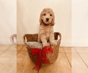 Goldendoodle Puppy for sale in FONTANA, CA, USA