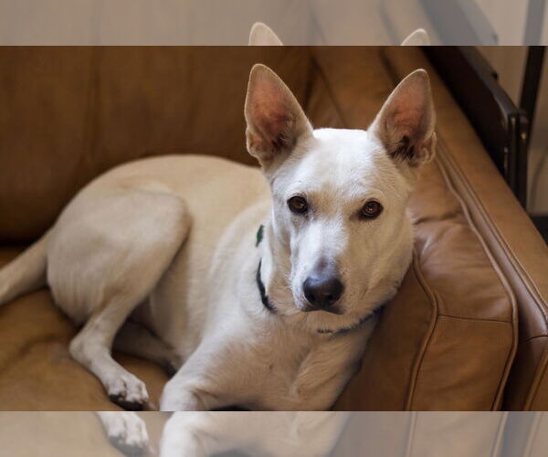 Medium Photo #15 Mutt Puppy For Sale in Princeton, MN, USA