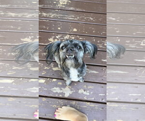 Lhasa Apso-Unknown Mix Dogs for adoption in New London, WI, USA