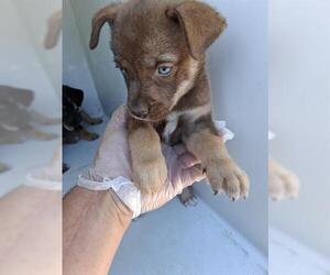 Doberman Pinscher-German Shepherd Dog Mix Dogs for adoption in Houston, TX, USA