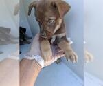 Small Doberman Pinscher-German Shepherd Dog Mix