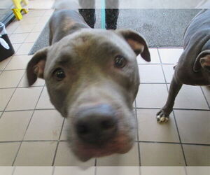 American Staffordshire Terrier-Unknown Mix Dogs for adoption in Ocala, FL, USA