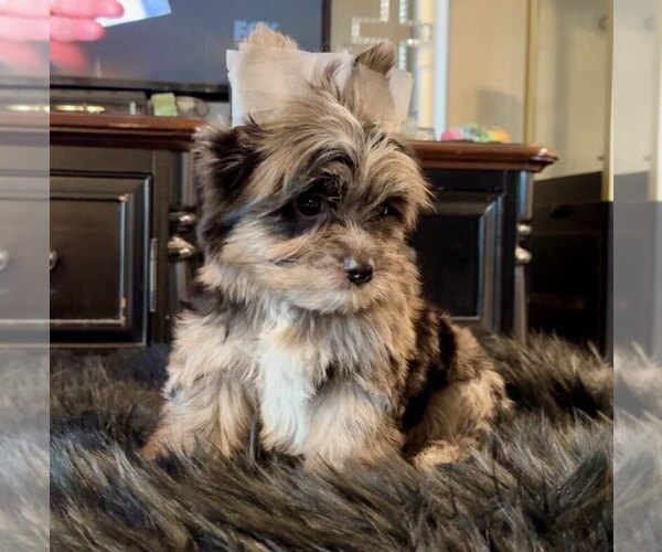 Medium Photo #2 Yorkshire Terrier Puppy For Sale in FORT WORTH, TX, USA