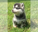 Small Photo #12 Alaskan Klee Kai Puppy For Sale in WINCHESTER, OH, USA