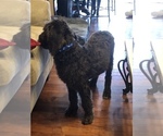 Small Photo #2 Labradoodle Puppy For Sale in EAST HAZEL CREST, IL, USA