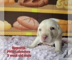 Small Photo #2 Labrador Retriever Puppy For Sale in ROGUE RIVER, OR, USA