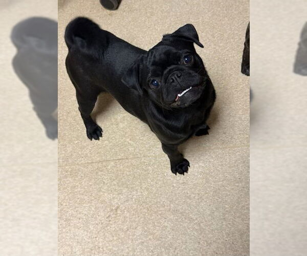 Medium Photo #1 Pug Puppy For Sale in South Lake Tahoe, CA, USA