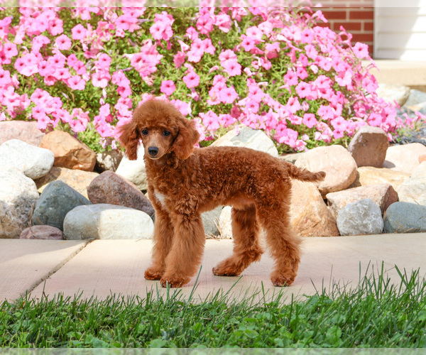 Medium Photo #3 Poodle (Miniature) Puppy For Sale in SYRACUSE, IN, USA