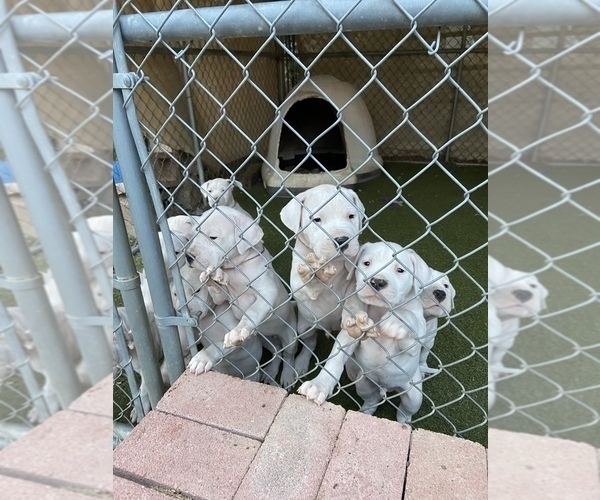 Medium Photo #14 Dogo Argentino Puppy For Sale in FRAZIER PARK, CA, USA