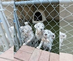 Small Photo #14 Dogo Argentino Puppy For Sale in FRAZIER PARK, CA, USA