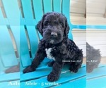Small #1 Schnoodle (Giant)