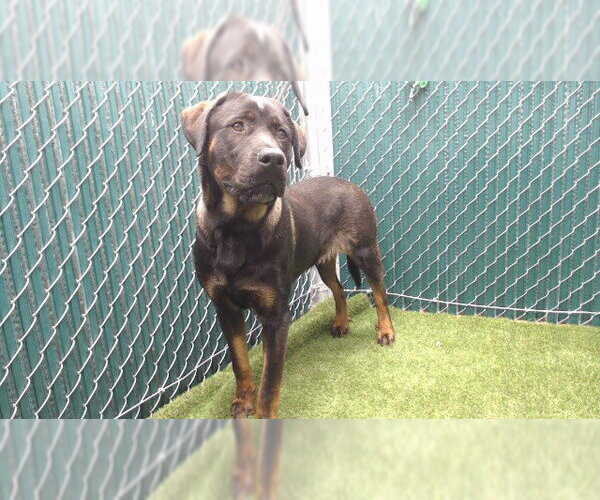 Medium Photo #1 Labrottie Puppy For Sale in Downey, CA, USA