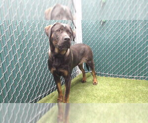 Labrottie Dogs for adoption in Downey, CA, USA