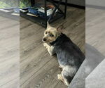 Small #3 Mutt