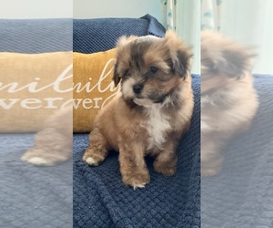 ShihPoo Puppy for sale in PLAINFIELD, IL, USA