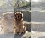 Small Photo #1 Golden Retriever Puppy For Sale in GRANITE BAY, CA, USA