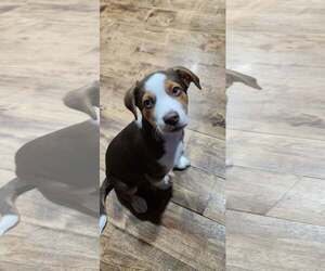 Collie-Parson Russell Terrier Mix Dogs for adoption in Sandy, UT, USA