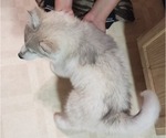 Small Photo #10 Siberian Husky Puppy For Sale in ASHLAND, MO, USA