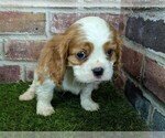 Small #3 Cavalier King Charles Spaniel