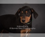 Small Photo #11 Australian Shepherd Puppy For Sale in PLEASANTON, KS, USA