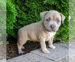 Puppy Lola American Bully