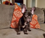 Small Photo #1 French Bulldog Puppy For Sale in FULLERTON, CA, USA