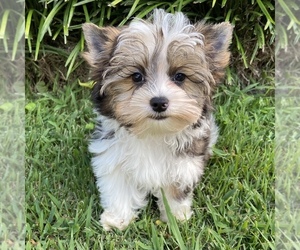 Yorkshire Terrier Puppy for sale in SAVANNAH, TN, USA