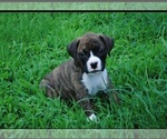 Puppy Puppy 5 Boxer