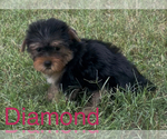 Small #2 Yorkshire Terrier