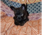 Small Photo #2 Cairn Terrier Puppy For Sale in METHUEN, MA, USA