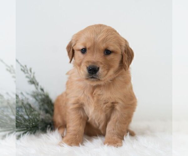 Medium Photo #1 Golden Retriever Puppy For Sale in NEWPORT, PA, USA