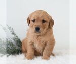 Small Golden Retriever