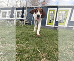 Small #2 Treeing Walker Coonhound Mix