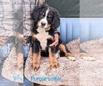 Puppy Puppy 4 Bernese Mountain Dog