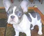 Puppy Nerf French Bulldog