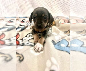 Chihuahua-Unknown Mix Dogs for adoption in Princeton, MN, USA