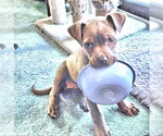 Small #2 Bulldog Mix