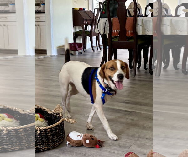 Medium Photo #7 Beagle Puppy For Sale in Tampa, FL, USA