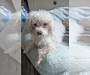 Poodle (Toy) Puppy for sale in GOSHEN, IN, USA